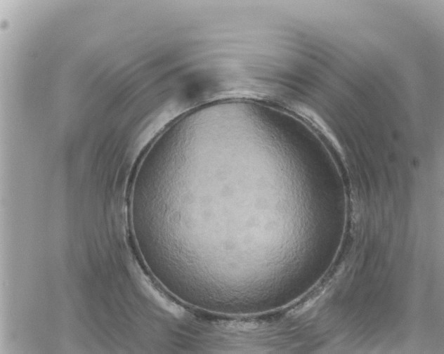 X0000066510890200603241304