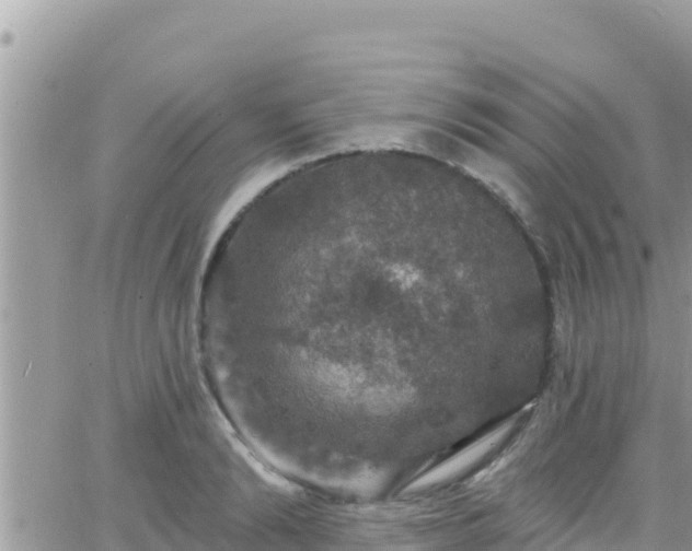 X0000066510894200603241304