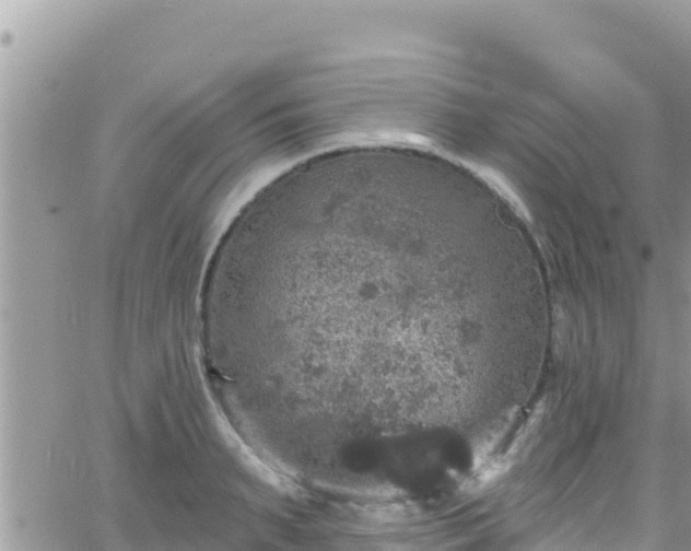 X0000066510895200603241304