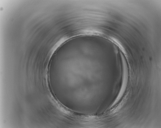 X0000066510899200603241303