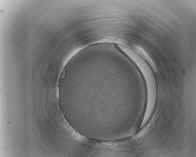 X0000066510900200603241303