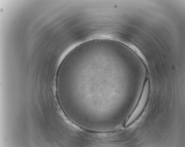 X0000066510904200603241303