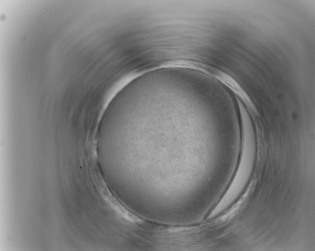 X0000066510908200603241303