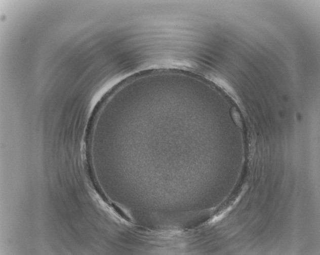 X0000066510928200603241303