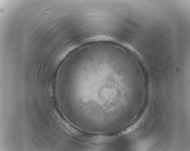 X0000066510929200603241303