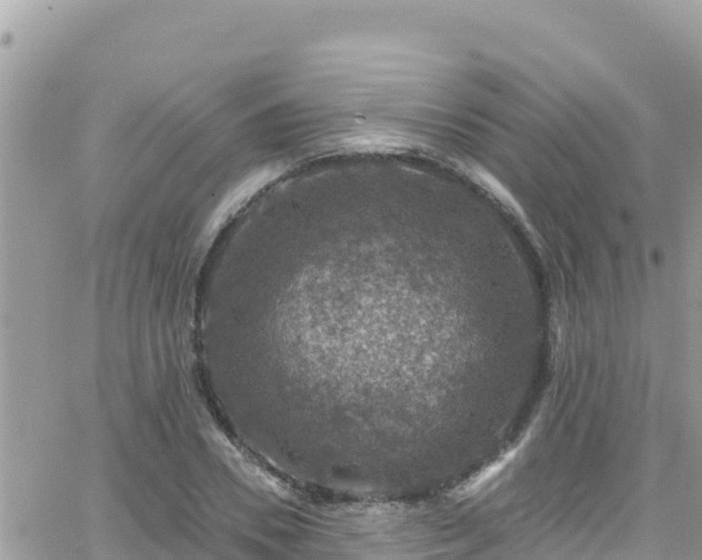 X0000066510930200603241303