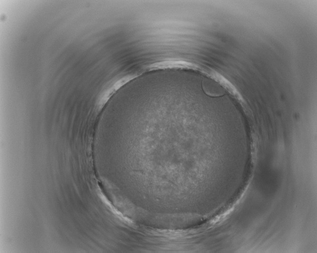 X0000066510937200603241303