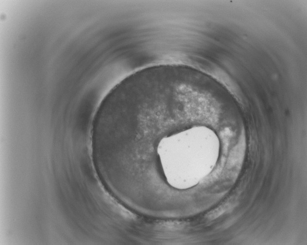 X0000066510950200603241303