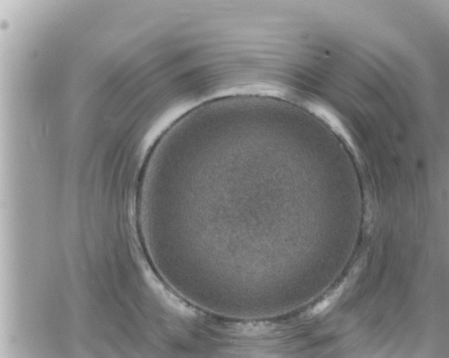 X0000066510952200603241303