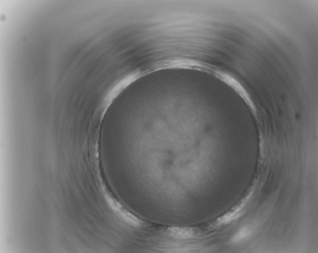 X0000066510954200603241303