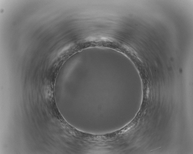 X0000066510966200603241302