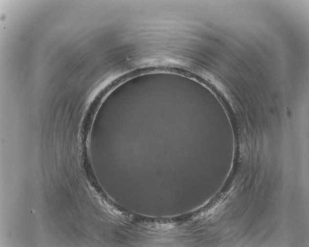 X0000066510975200603241302