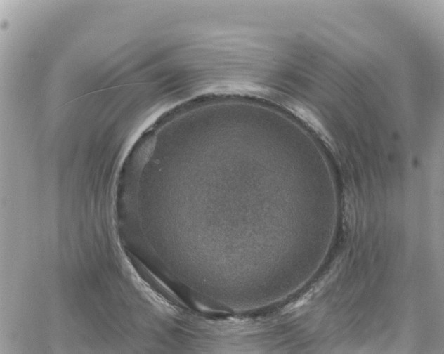 X0000066510976200603241302