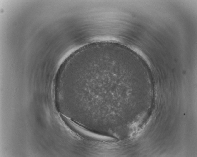 X0000066510983200603241302