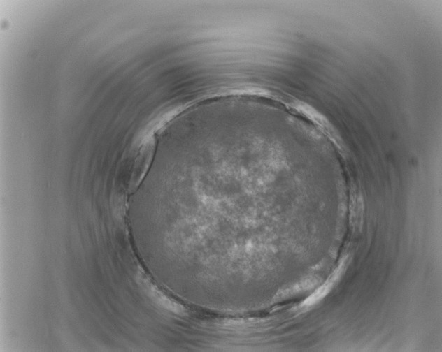 X0000066510985200603241302