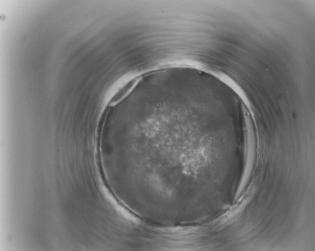 X0000066511005200603241302