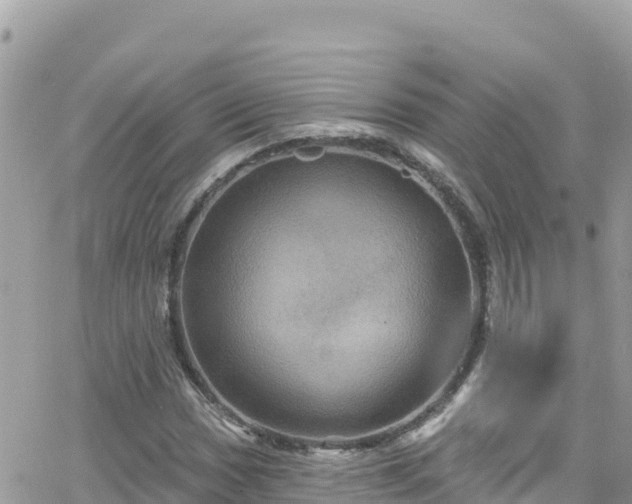 X0000066511017200603241301