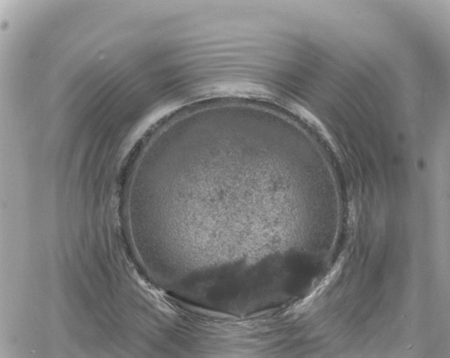 X0000066511019200603241301