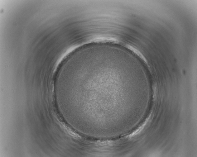 X0000066511021200603241301