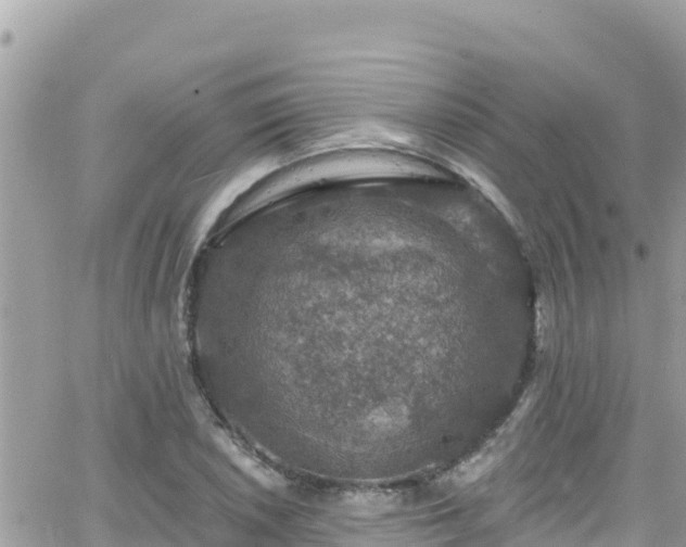 X0000066511026200603241301