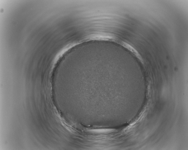 X0000066511027200603241301