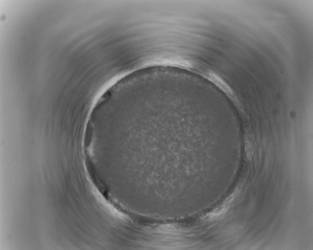 X0000066511028200603241301