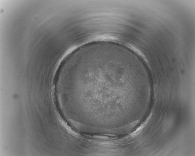 X0000066511029200603241301