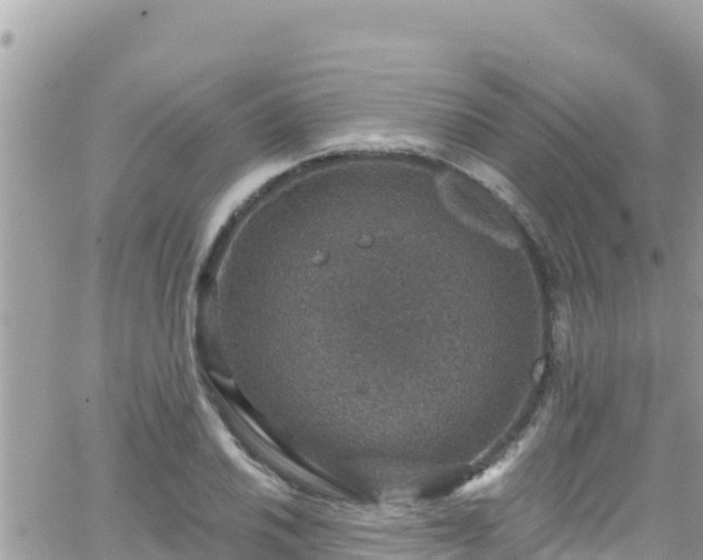 X0000066511030200603241301