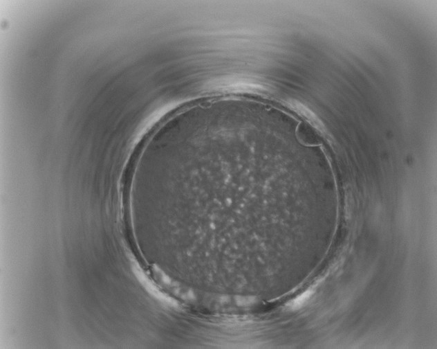 X0000066511031200603241301