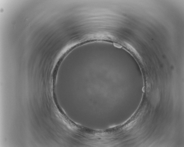 X0000066511035200603241301