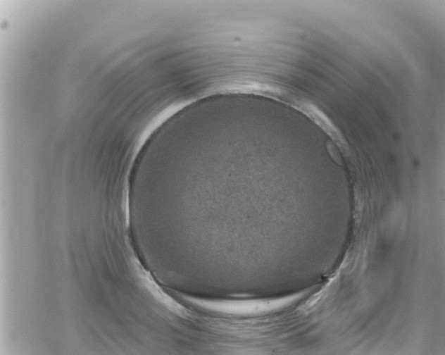 X0000066511036200603241301