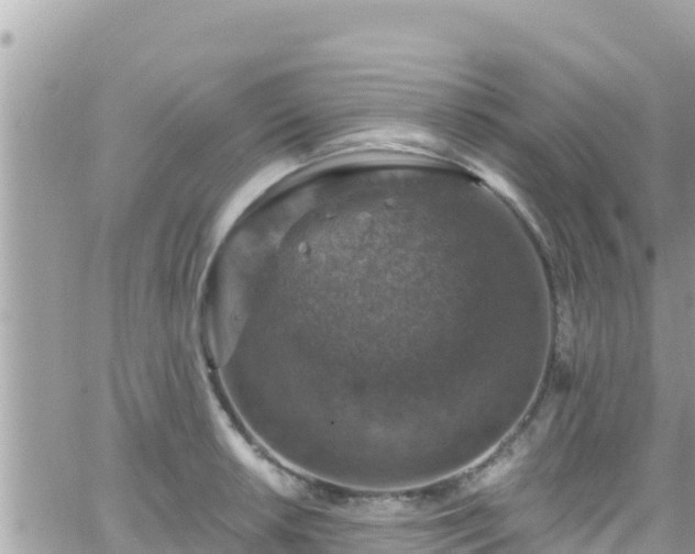 X0000066511042200603241301