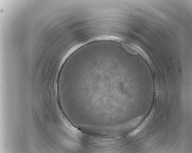 X0000066511044200603241301