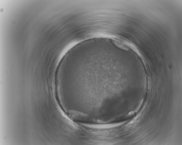 X0000066511048200603241302