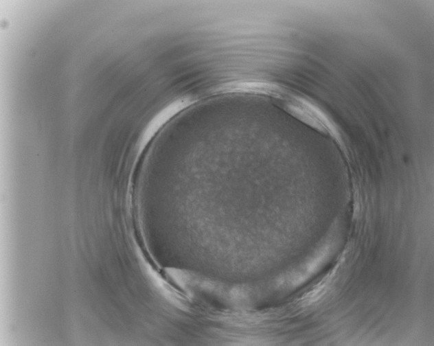 X0000066511050200603241302