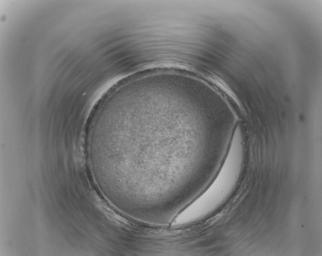 X0000066511068200603241301