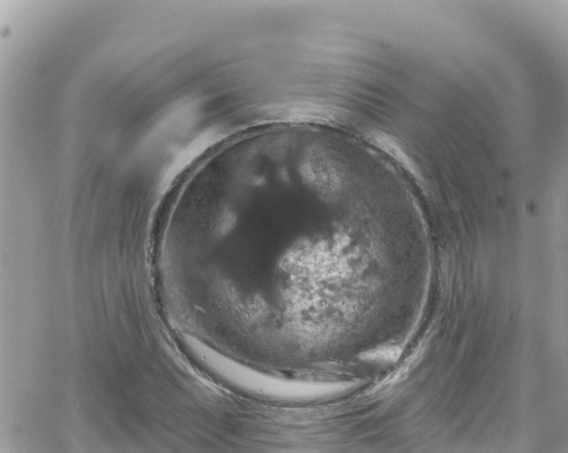 X0000066511071200603241301