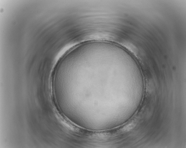 X0000066511078200603241301