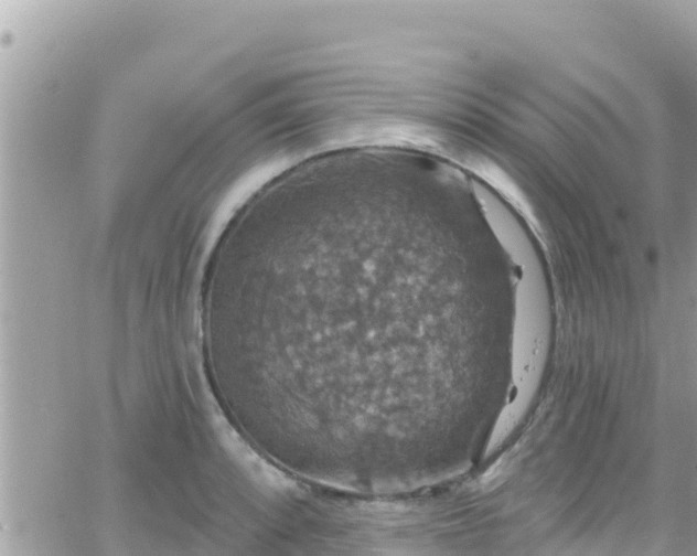 X0000066511088200603241300