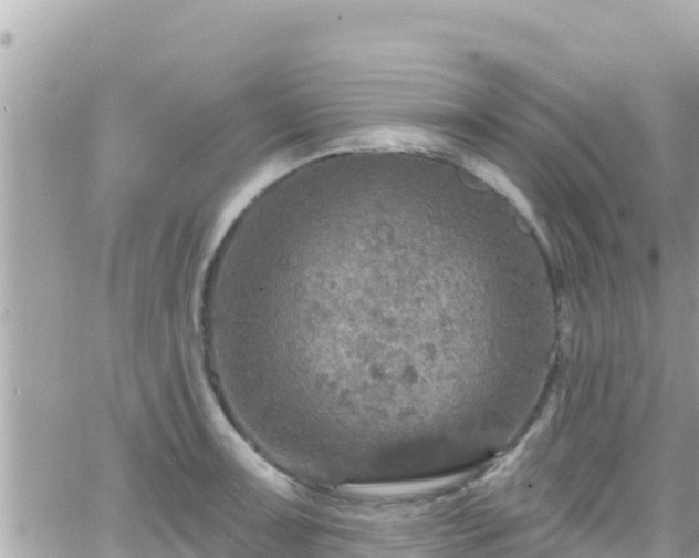 X0000066511091200603241300