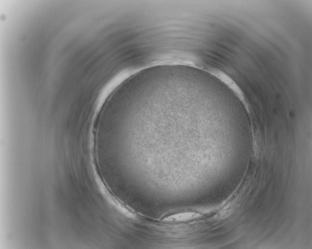 X0000066511096200603241300