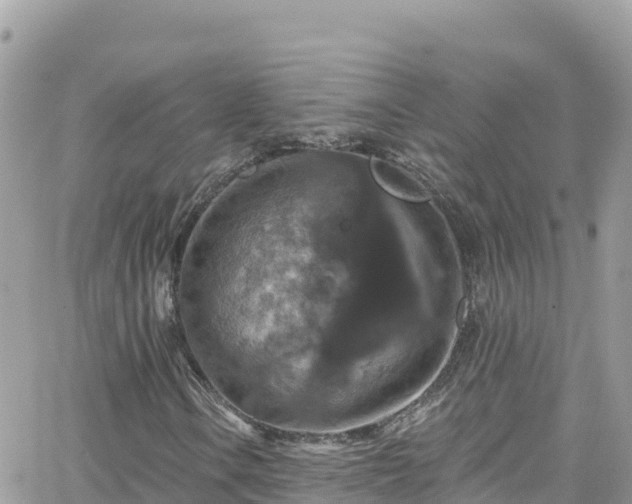 X0000066511106200603241259