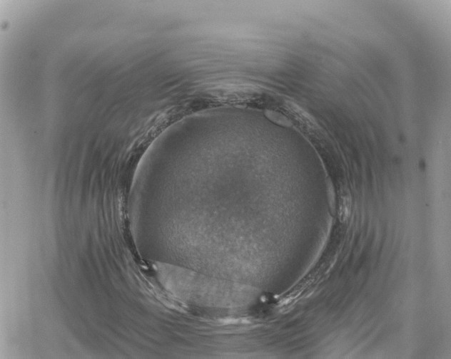 X0000066511108200603241259