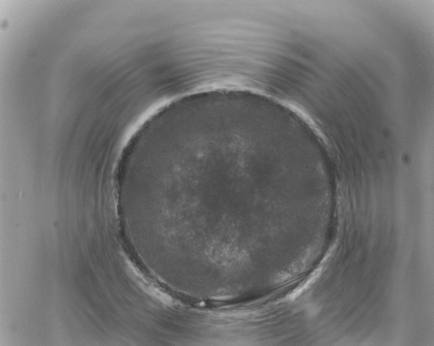 X0000066511118200603241300