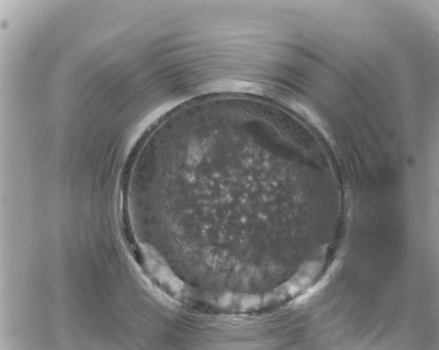 X0000066511125200603241300