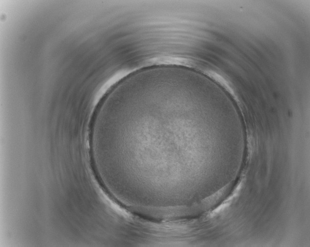 X0000066511133200603241300