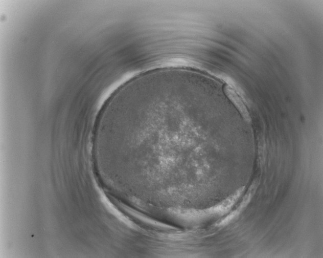 X0000066511134200603241300