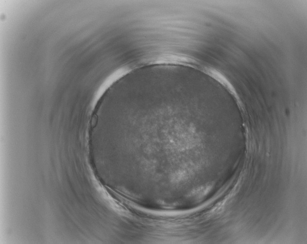 X0000066511138200603241300