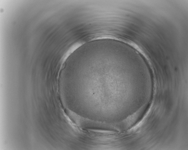 X0000066511145200603241300