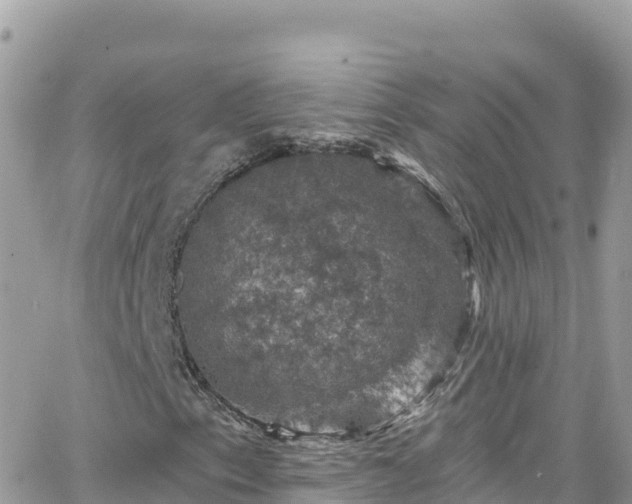 X0000066511153200603241259